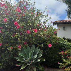 Meet your Posher, Hazel